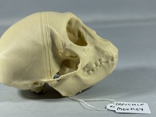 Replik Tierschädel Kapuziner