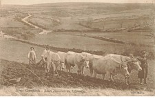 71 Charolles #AS38489