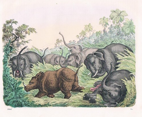 1861 elefant elefanten - 1861,