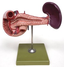 SOMSO Vintage Anatomie Modell Bauchspeicheldrüse mit Milz und Duodenum H 21 cm