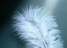 Glorex Marabufedern weiß ca. 15 Stück  Federn