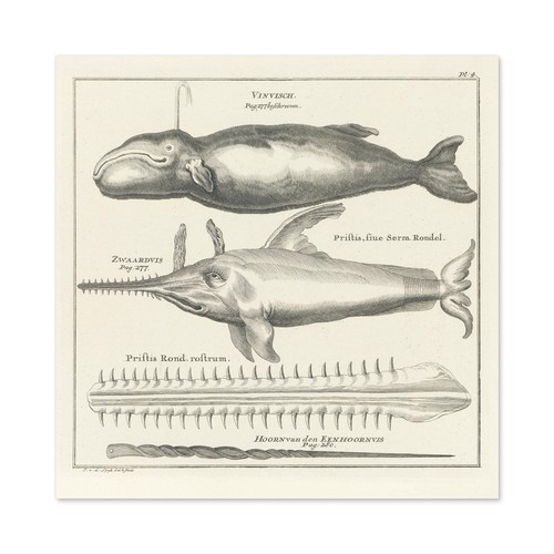 Spyck pottwal sägefisch natur - spyck,