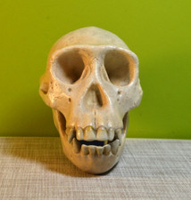 Anatomisches Modell, Schädel eines Schimpansen 1965-1980