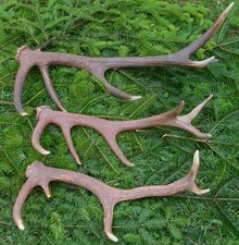 3 Abwurfstangen Hirschgeweih
