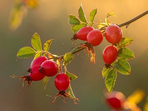 Hagebutten hundsrose samen - hagebutten,