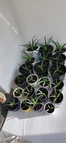 Aloe vera pflanze echte - aloe,