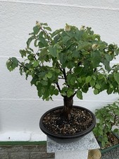 Portugiesische Birnenquitte