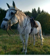 Fransen Ausreitdecke Warmblut Einstellbar mit Halsteil 