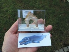 Urwal - Basilosaurus sp. aus