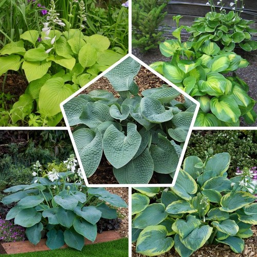 Hosta funkie pflanze - hosta,