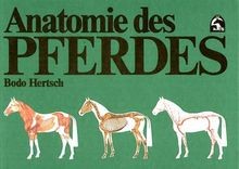 Anatomie des pferdes - des, pferdes: