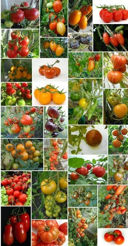 Unterschiedliche tomaten - 35, tomaten-