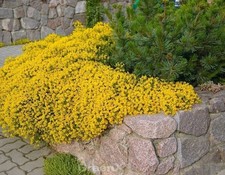 Niedlicher Ginster 20-30cm -