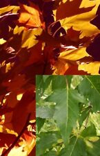 25 Samen Feuerahorn, Acer ginnala, Amur-Ahorn, Bonsai, kleinbleibend, rotes Laub