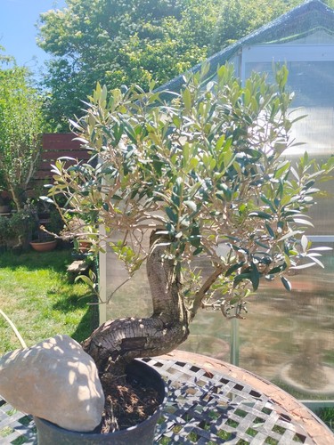 Bonsai olea europaea shari - bonsai,