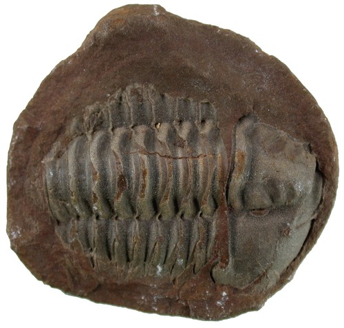 Ordovizium colpocoryphe - ,