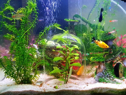 Doppelpack growglass dome - growglass,