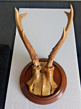 Bockgeweih, Rehgeweih Bock, Reh, Geweih, Rehgehörn auf Holzplatte