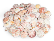 NaDeco Pecten vexillum 0,5kg Kammmuschel  Jakobsmuscheln Fächermuschel  Muscheln