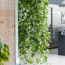 3x Efeutute gecheckt Ableger