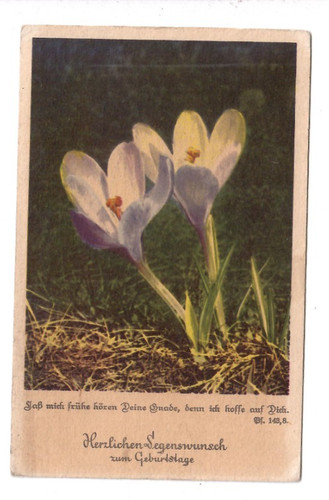 7031 geburtstag krokus - *,