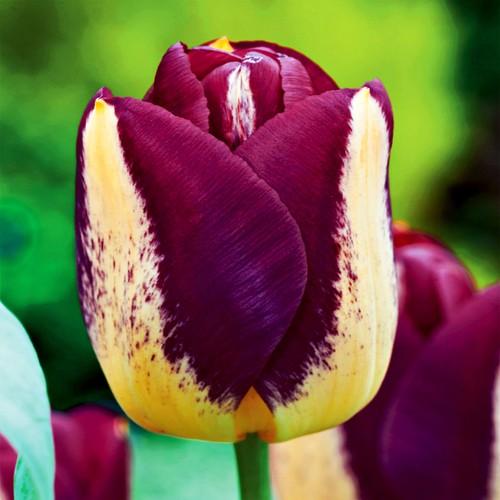 Tulpen blumenzwiebeln zwiebeln - tulpen,