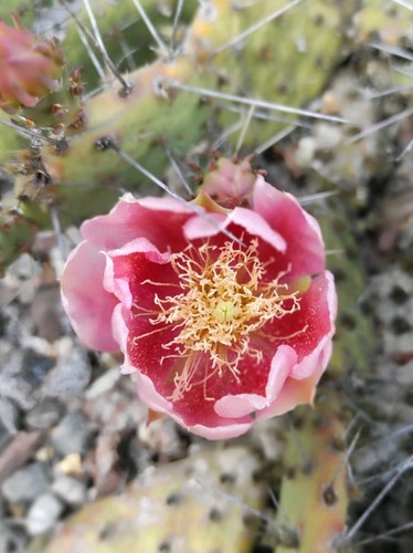 Opuntia winterhart frosthart - opuntia,