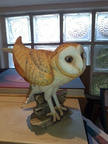 Barn owl schleiereule - barn,