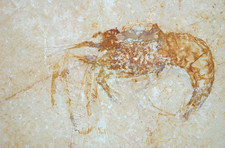 Malm   Aeger tipularius  Krebs