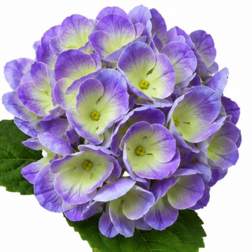 Hortensie jean künstlich - jean,