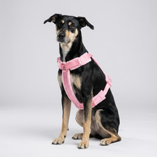 Hundegeschirr set teddy rosa - hundegeschirr-set,