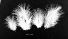 Marabou Feathers Small 1-3"