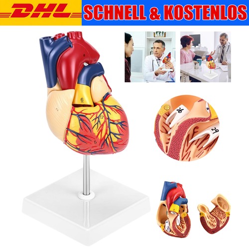 Herzmodell heart model - herzmodell,