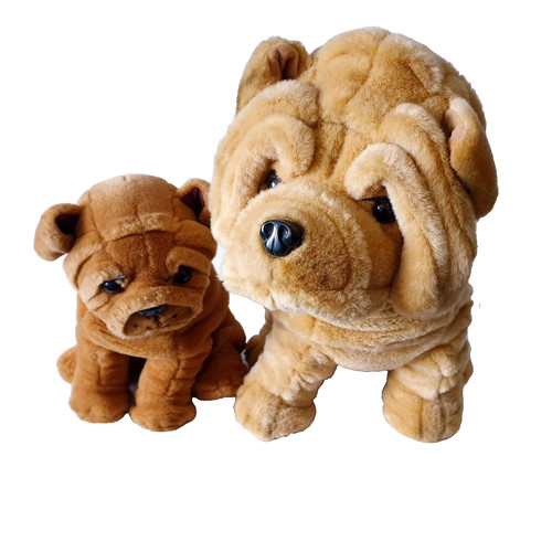 Hund shar pei faltenhund - hund,