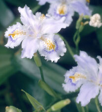Japanische Iris - Iris japonica