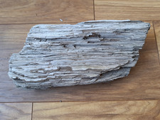 Versteinertes Holz, Leipzig