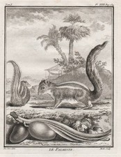 Ecureuil squirrel Eichhörnchen Kupferstich gravure engraving Buffon 1780