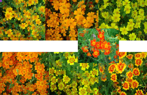 Tagetes kleinblumig buntes - kleinblumig,
