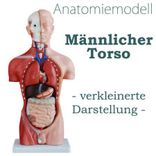 Anatomie Anatomisches Körper Modell Torso Puppe mit Organe 45 cm medmod