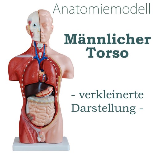 Anatomie anatomisches körper - anatomie,