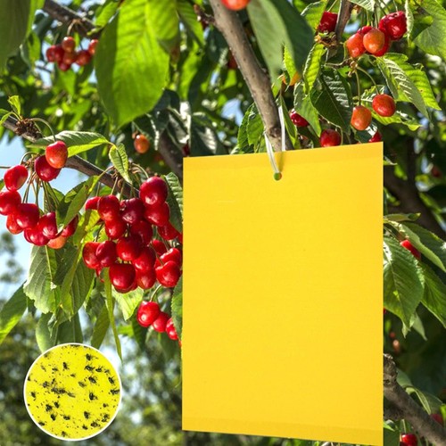 Gelbfalle fliegenfalle 100 - gelbfalle,