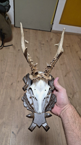 Rehbock geweih trophäe - trophäe, auf