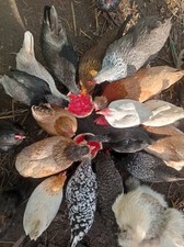 10 Bruteier Zwerghühner