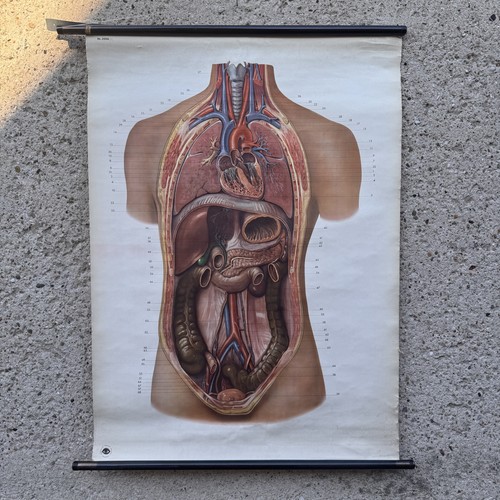 Original schulwandkarte torso - original,