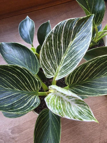 Philodendron birkin white - philodendron,