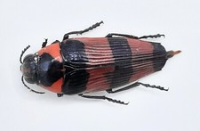 Buprestidae, Pseudhyperantha
