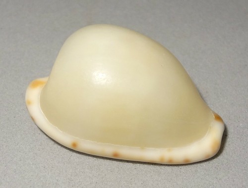 Meeresschnecke cypraea - meeresschnecke,