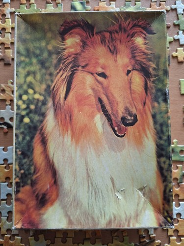 Puzzle collie hund - -,