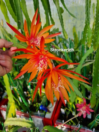 Epicactus strockerich - epicactus,