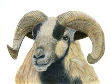 Widder mit Hörnern, Schaf Fine Art Print aus einem Original Gemälde
